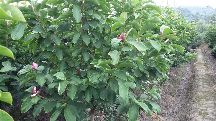 紫玉兰