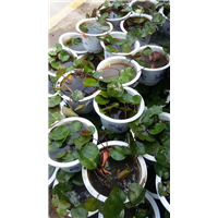 水生植物