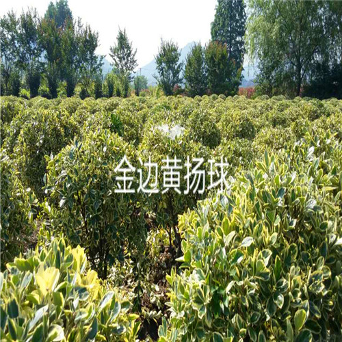 金边黄杨球