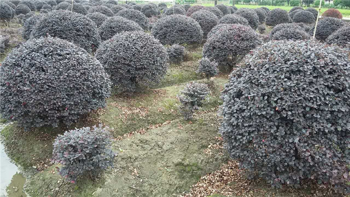 红花继木球