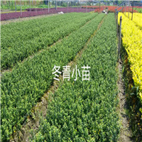 冬青小苗
