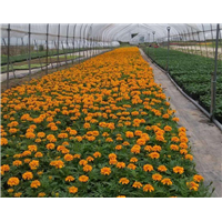 四季草花