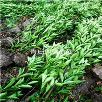青珊瑚篱笆苗——浙江色块小苗——浙江色块苗13738126953 