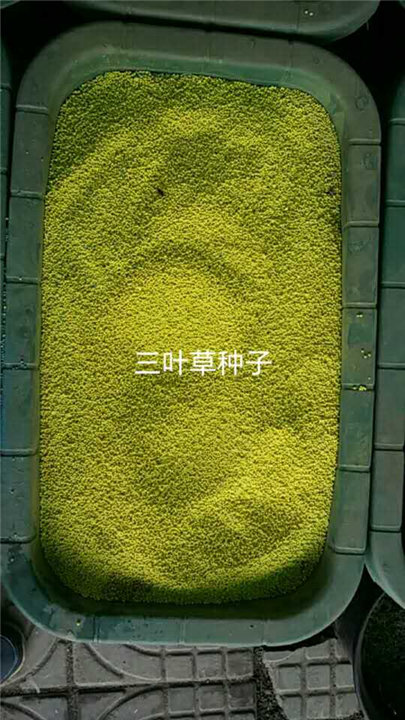 四季草花