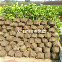 大叶黄杨篱笆苗