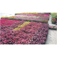 四季草花