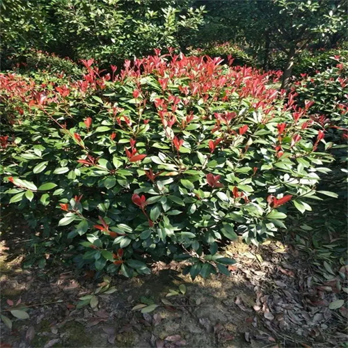 浙江红叶石楠球批发价格