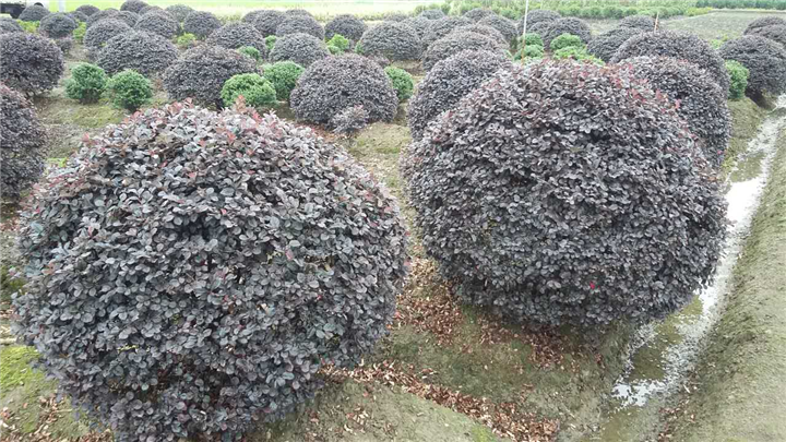 红花继木球