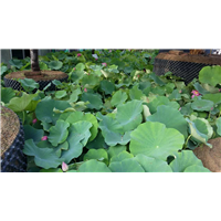 水生植物