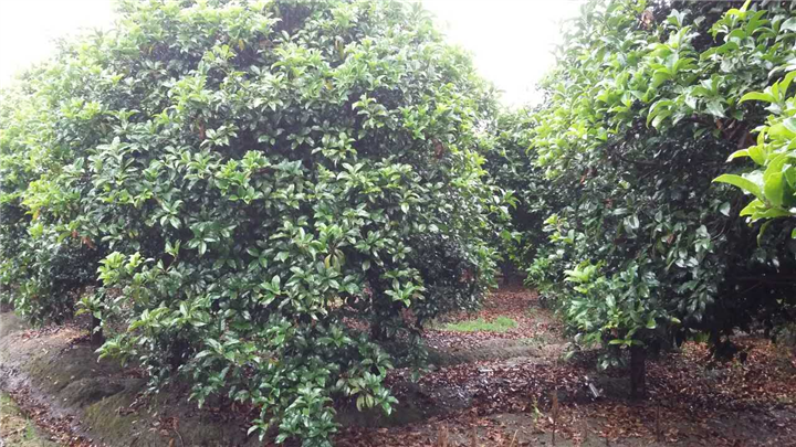 精品八月桂花