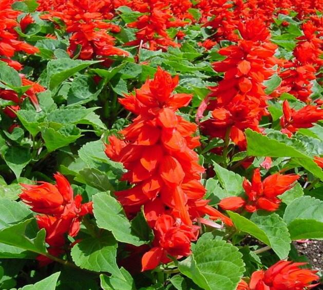 四季草花