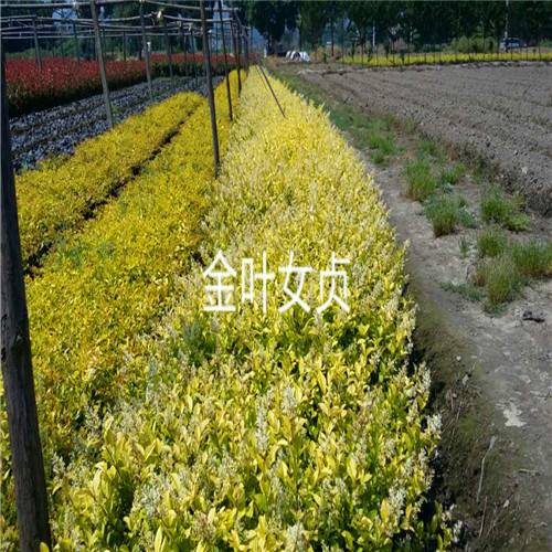 金叶女贞 ——浙江色块小苗——浙江色块苗13738126953 