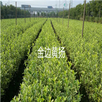 金边黄杨