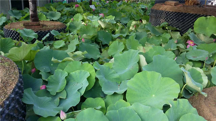 水生植物