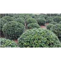 茶梅球
