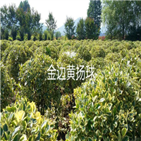 金边黄杨球