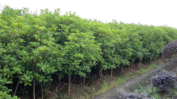 桂花树