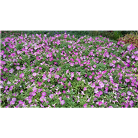 四季草花