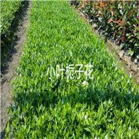 小叶栀子花-——浙江色块小苗——浙江色块苗13738126953 