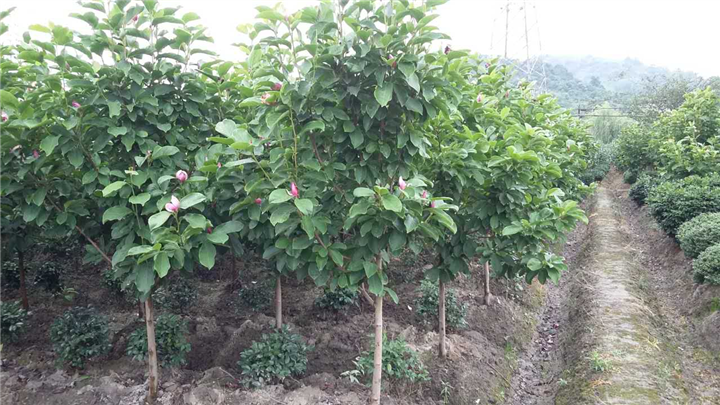 紫玉兰