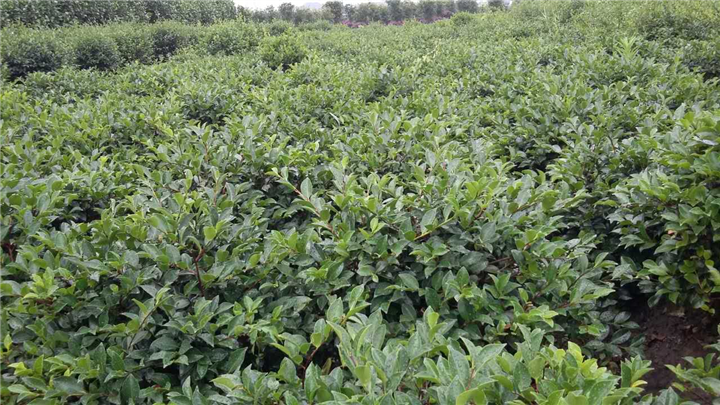 茶梅