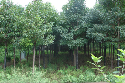 河南楸树价格 