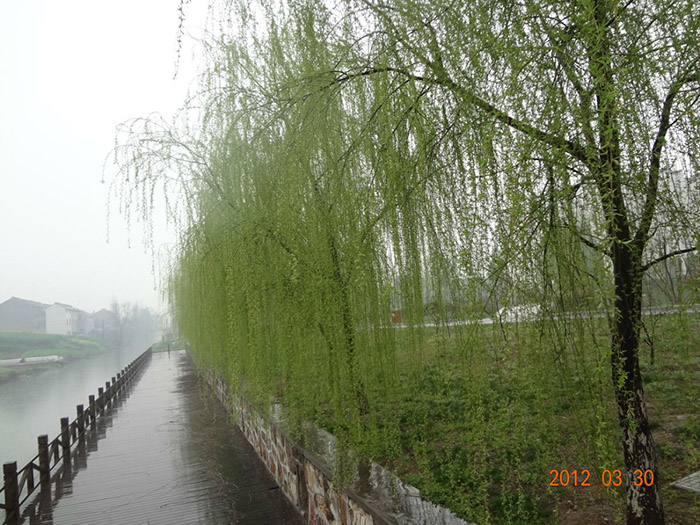 河南垂柳 
