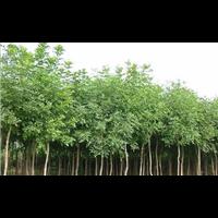 河南白蜡价格 