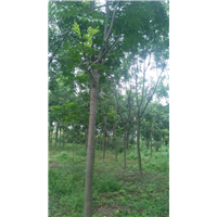 栾树