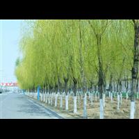 河南垂柳 