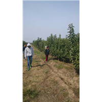 樱桃树苗_山东大樱桃苗_烟台大樱桃苗