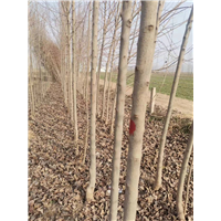 杜仲苗基地