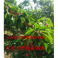 樱桃树苗_山东大樱桃苗_烟台大樱桃苗