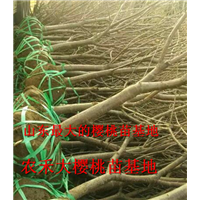 樱桃树苗_山东大樱桃苗_烟台大樱桃苗