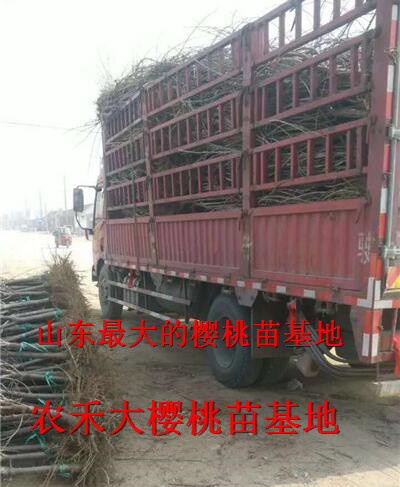 樱桃树苗_山东大樱桃苗_烟台大樱桃苗