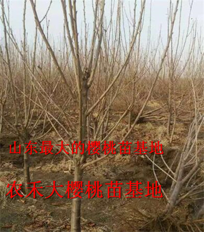 樱桃树苗_山东大樱桃苗_烟台大樱桃苗