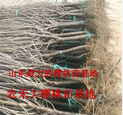 樱桃树苗_山东大樱桃苗_烟台大樱桃苗