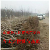 樱桃树苗_山东大樱桃苗_烟台大樱桃苗