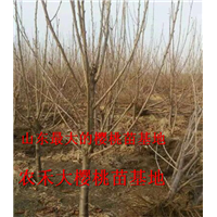 樱桃树苗_山东大樱桃苗_烟台大樱桃苗