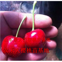 樱桃树苗_山东大樱桃苗_烟台大樱桃苗