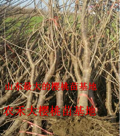 樱桃树苗_山东大樱桃苗_烟台大樱桃苗