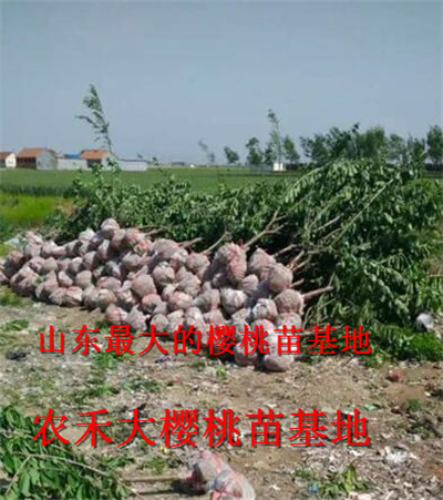 樱桃树苗_山东大樱桃苗_烟台大樱桃苗