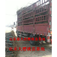 樱桃树苗_山东大樱桃苗_烟台大樱桃苗