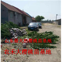 樱桃树苗_山东大樱桃苗_烟台大樱桃苗