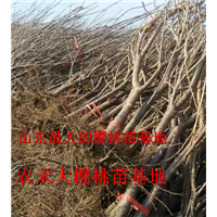 樱桃树苗_山东大樱桃苗_烟台大樱桃苗