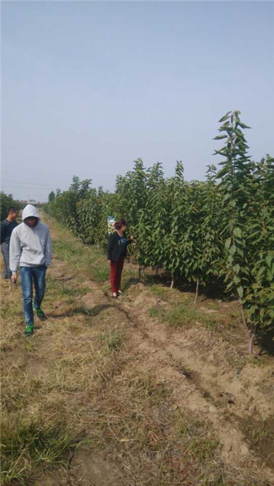 樱桃树苗_山东大樱桃苗_烟台大樱桃苗