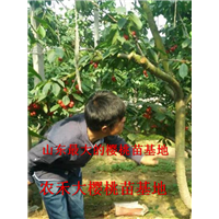 樱桃树苗_山东大樱桃苗_烟台大樱桃苗