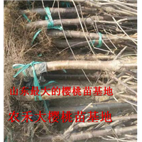 樱桃树苗_山东大樱桃苗_烟台大樱桃苗