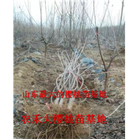 樱桃树苗_山东大樱桃苗_烟台大樱桃苗