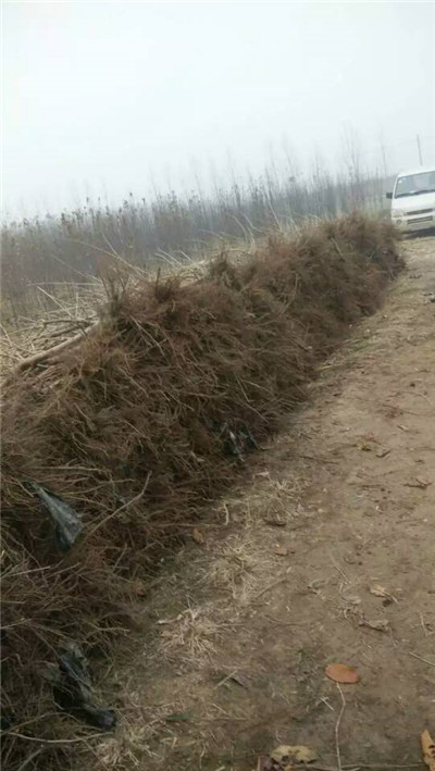 樱桃树苗_山东大樱桃苗_烟台大樱桃苗